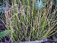 Equisetum fluviatile E. Limosum (fam Equisetacees) (rg temperees) (1) (Photo F. Mrugala)